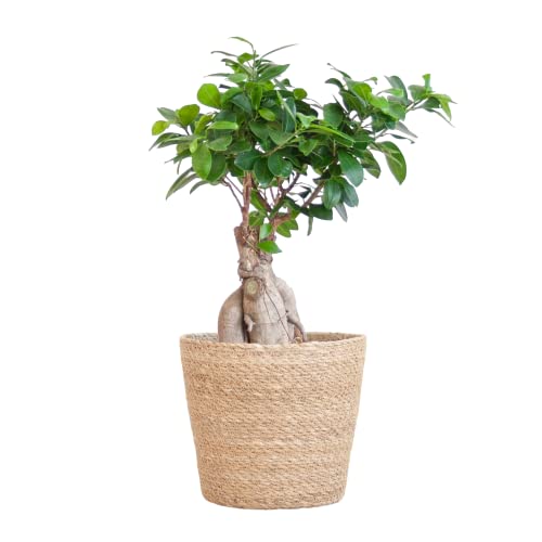 BloomPost Bonsai Ficus Ginseng + Korb - 25-35 cm Zimmerpflanze - Pflegeleicht - Zimmerpflanze - Einfach zu züchten — Pflanzen für Heim und Büro - Perfekt für saubere Luft - Topf enthalten von BloomPost