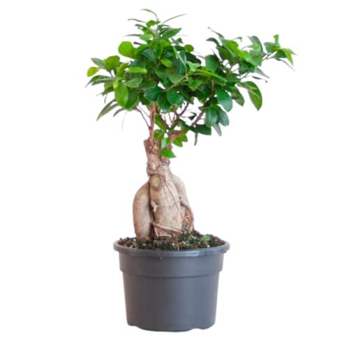 BloomPost Bonsai Ficus Ginseng - 25-35 cm Zimmerpflanzen Echt - Indoor Pflanzen für Wohnung und Büro - Pflegeleicht und Luftreinigende Pflanze - Topf Nicht Enthalten von BloomPost
