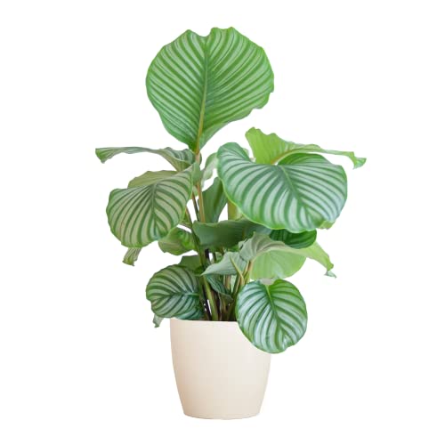 BloomPost Calathea Orbifolia — 55 — 65 cm + Weißer Fasertopf — Zimmerpflanze — pflegeleichte Zimmerpflanze — Einfach zu züchtende Heimbüro-Pflanzen — Inklusive Topf von BloomPost