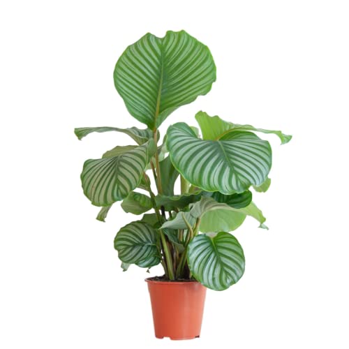 BloomPost Calathea Orbifolia - 55-65 cm Zimmerpflanzen Echt - Indoor Pflanzen für Wohnung und Büro - Pflegeleicht und Luftreinigende Pflanze - Topf Nicht Enthalten von BloomPost