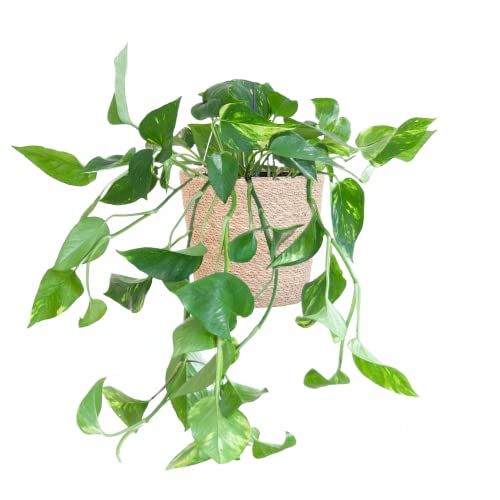 BloomPost Epipremnum Pinnatum Aureum Scindapsus — 20—30 cm + Korb — Zimmerpflanze — pflegeleichte Zimmerpflanze — Einfach zu züchtende Zimmerpflanzen für das Büro — Topf im Lieferumfang enthalten von BloomPost