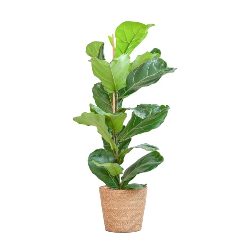 BloomPost Ficus Lyrata + Korb - 70-80 cm - Zimmerpflanze - Pflegeleicht - Einfach zu züchten - Pflanzen für das Heimbüro - Perfekt für saubere Luft - Topf enthalten von BloomPost
