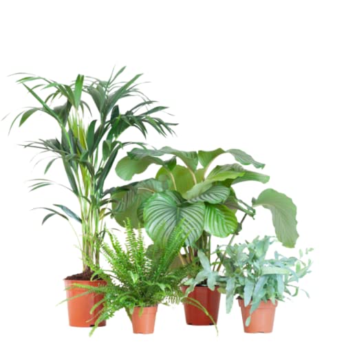 BloomPost Green Interior Box - Zimmerpflanzen - Pflegeleicht - Einfach zu züchten - Pflanzen für das Heimbüro - Perfekt für saubere Luft von BloomPost