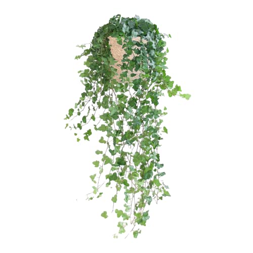 BloomPost Hedera Helix Wonder — Korb über 40-50 cm — Zimmerpflanze — Zimmerpflanze — Pflegeleichte Zimmerpflanze — Einfach zu züchtende Zimmerpflanzen für das Büro — Topf im Lieferumfang enthalten von BloomPost