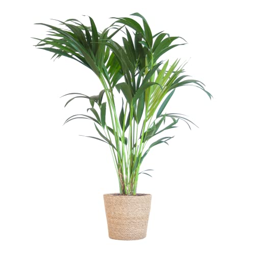 BloomPost Howea Forsteriana — 90-100 cm über einem Korb — Zimmerpflanze — Pflegeleichte Zimmerpflanze — Einfach zu züchtende Zimmerpflanzen für das Büro — Topf im Lieferumfang enthalten von BloomPost