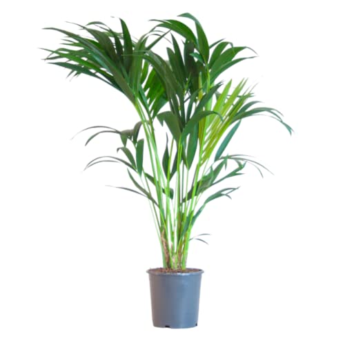 BloomPost Howea Forsteriana Kentiapalm - 90-100 cm Zimmerpflanzen Echt - Indoor Pflanzen für Wohnung und Büro - Pflegeleicht und Luftreinigende Pflanze - Topf Nicht Enthalten von BloomPost
