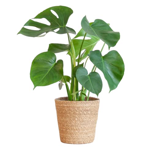 BloomPost Monstera Deliciosa + Korb - 50-60 cm Zimmerpflanze - Pflegeleicht - Zimmerpflanze - Einfach zu züchten - Pflanzen für Heim und Büro - Perfekt für saubere Luft - Topf enthalten von BloomPost
