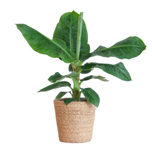 BloomPost Musa Zwergpflanze Cavendish, 70—80 cm, Korb, Zimmerpflanze, Zimmerpflanze, pflegeleichte Zimmerpflanze, einfach zu züchtende Heimbüro-Pflanzen, inklusive Topf von BloomPost