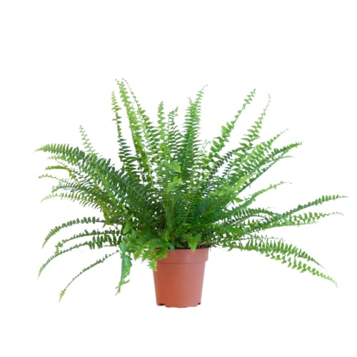 BloomPost Nephrolepis Green Lady - 15-25 cm Zimmerpflanzen Echt - Indoor Pflanzen für Wohnung und Büro - Pflegeleicht und Luftreinigende Pflanze - Topf Nicht Enthalte von BloomPost