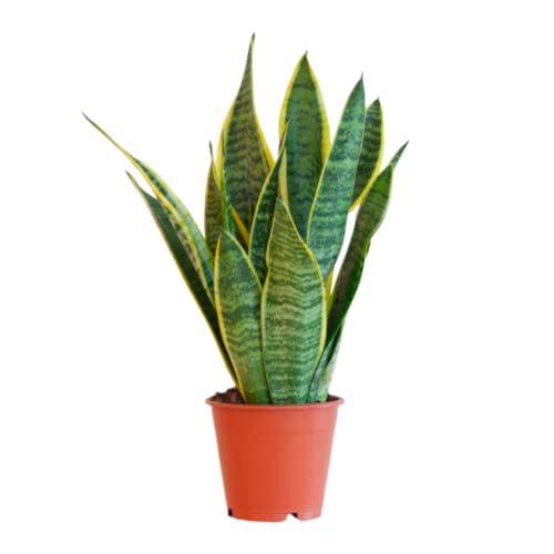 BloomPost Sansevieria Laurentii - 20-30 cm Zimmerpflanzen Echt - Indoor Pflanzen für Wohnung und Büro - Pflegeleicht und Luftreinigende Pflanze - Topf Nicht Enthalte von BloomPost