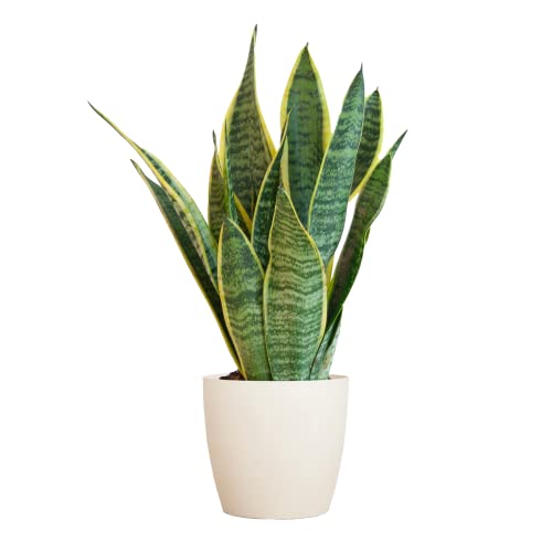 BloomPost Sansevieria TRIF, Futura Superba— 25-35 cm + Fibet-Topf, weiß — Zimmerpflanze — pflegeleichter Zimmerpflanze — einfach zu züchtende Heimbüropflanzen — ideal für saubere Luft von BloomPost