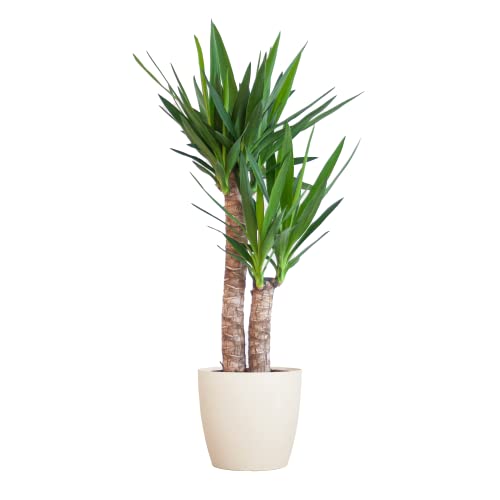 BloomPost Yucca Elephantipes + Topf - 75-85 cm - Zimmerpflanze - Pflegeleicht - Einfach zu züchten - Pflanze für das Heimbüro - Perfekt für saubere Luft - Topf enthalten von BloomPost