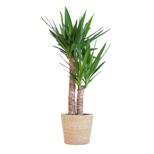BloomPost Yucca Elephantipes - Korb 75 - 85 cm + - Zimmerpflanze - Leicht zu pflegen - Zimmerpflanze - Einfach zu züchten - Büropflanze - Inklusive Topf von BloomPost