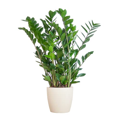 BloomPost Zamioculcas Zamiifolia — 70-80 cm + weißer Fasertopf — Zimmerpflanze — pflegeleichte Zimmerpflanze — Einfach zu züchtende Heimbüro-Pflanzen — Inklusive Topf von BloomPost