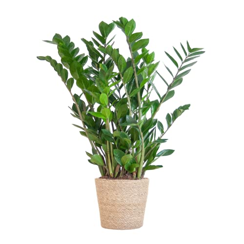 BloomPost Zamioculcas Zamiifolia - Korb 70 - 80 cm + - Zimmerpflanze - Zimmerpflanze - Pflegeleichte Zimmerpflanze - Einfach zu züchtende Heimbüro-Pflanzen - Inklusive Topf von BloomPost