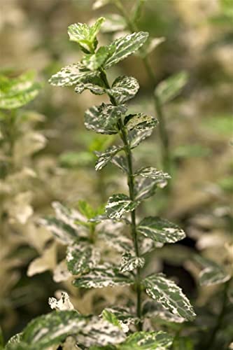 Euonymus fortunei 'Harlequin' P 0,5 15-20 Kriechspindel 'Harlequin',winterhart, deutsche Baumschulqualität, im Topf für optimales anwachsen von Bloombux