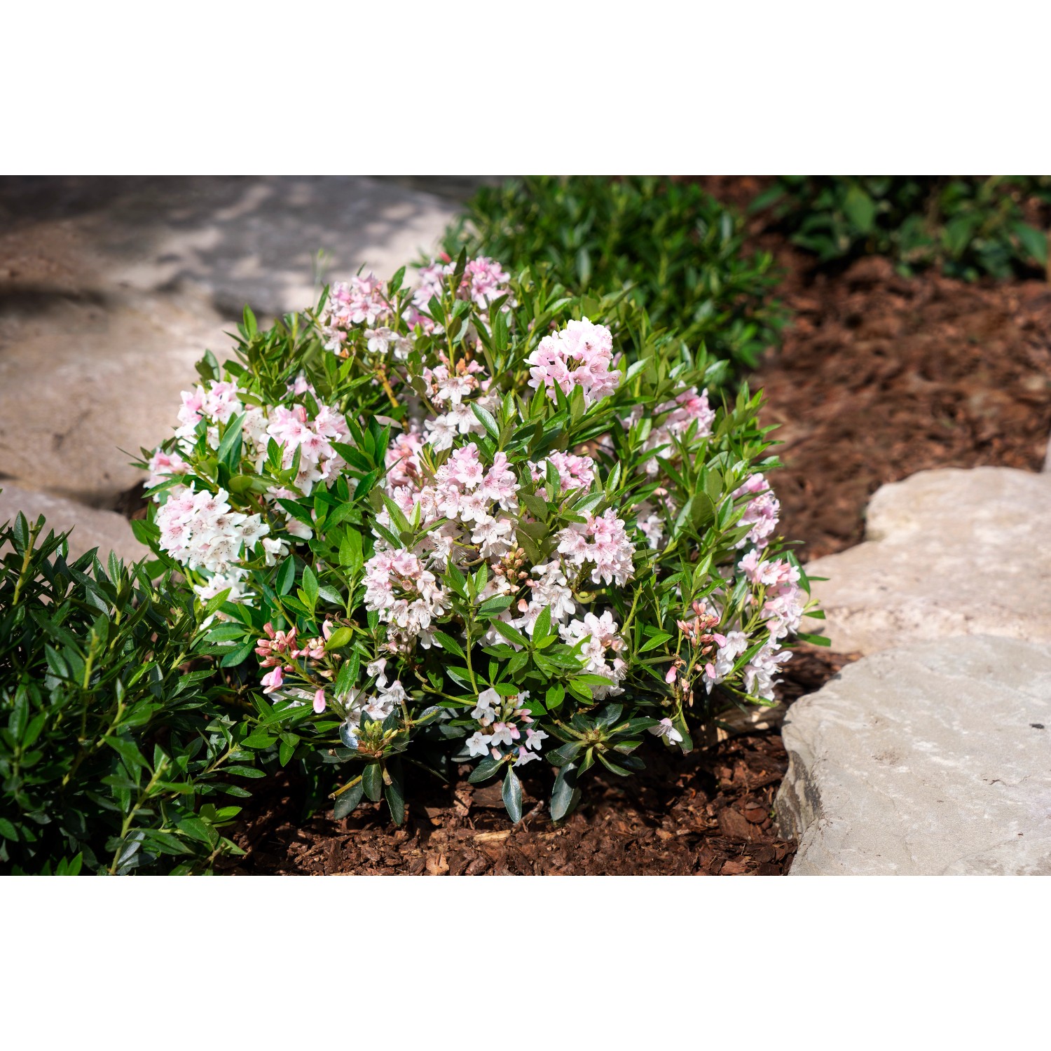 Rhododendron Bloombux® Rosa Höhe ca. 5 - 10 cm Topf ca. 2 l Rhododendron von Bloombux