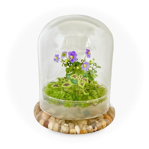 Bloomify Glaskuppel - 14,5 cm x 14,5 cm x 17,0 cm - Premium Anti-Beschlag-Beschichtung Glasglocke Glasglocke Nur Behälter Perfekt für Heimdekoration, Tischdisplay Bloomify Glaskuppel - 14,5 cm x 14,5 cm x 17,0 cm - Premium Anti-Beschlag-Beschichtung Glasglocke Glasglocke Nur Behälter Perfekt für Heimdekoration, Tischdisplay von Bloomify