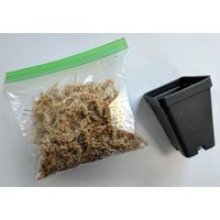 Pflanzset, Spagmoos Torfmoos Mit 1 Übertopf, Für Alle Orchideen von BloomifyTech