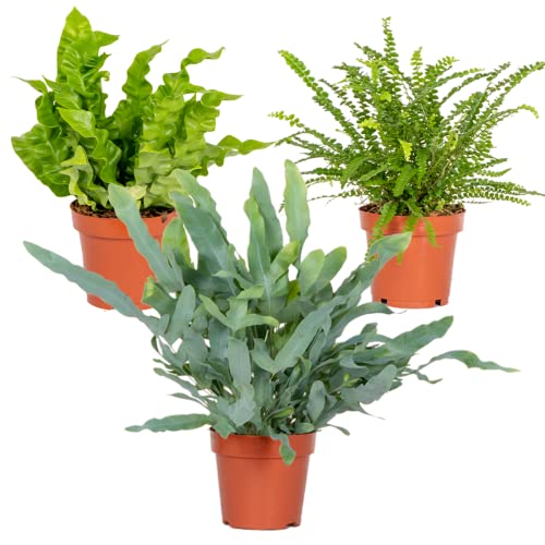 3x Air Purifying Farn Mix – Asplenium-Phlebodium-Nephrolepis – ⌀12 cm – ⌀25-35 cm von Bloomique