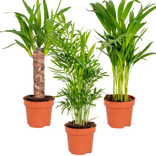 3x Tropical Palm Mix – Dypsis-Chamaedorea-Yucca – Pflegefreundlich – ⌀12 cm – 20-45 cm von Bloomique
