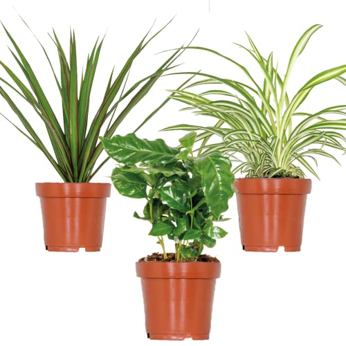 3x Zimmerpflanzenmischung – Coffea-Dracaena-Chlorophytum– ⌀12 cm - 25-35 cm von Bloomique