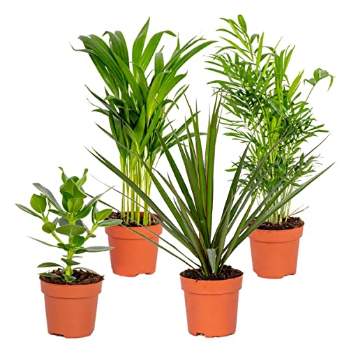 4x Pflegefreundliche Mischung - Zimmerpflanze – ⌀12 cm - 25-45 cm von Bloomique