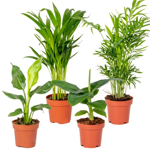 4x Hip Zimmerpflanzen Mix – Chamaedorea-Dypsis-Musa-Strelitzia – Luftreinigend – ⌀12 cm - 20-45 cm von Bloomique