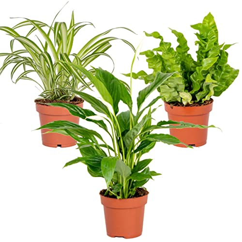 3x Badezimmerpflanzen Mix – Spatiphyllum-Asplenium-Chlorophytum – ⌀12 cm - 25-45 cm von Bloomique