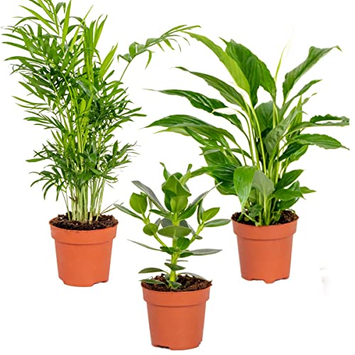 3x Zimmerpflanzenmischung – Spathiphyllum-Clusia-Chamaedorea – Luftreinigend – ⌀12 cm – 20-45 cm von Bloomique