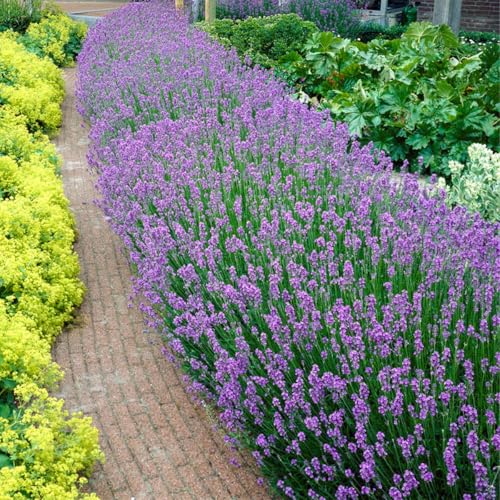 Bloomique - 12er Set - Lavandula Angustifolia - Lavendel Pflanze Winterhart - Duftlavendel - Gartenpflanzen Winterhart - Mehrjährig - Höhe 10-20 cm Bloomique - 12er Set - Lavandula Angustifolia - Lavendel Pflanze Winterhart - Duftlavendel - Gartenpflanzen Winterhart - Mehrjährig - Höhe 10-20 cm von Bloomique