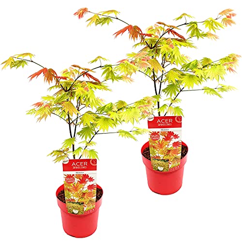 Bloomique - 2er-Set - Acer Shirasawanum Moonrise - Japanischer Ahorn - Gartenpflanzen - Winterhart - 50-70 cm Hoch - Topf 19 cm Bloomique - 2er-Set - Acer Shirasawanum Moonrise - Japanischer Ahorn - Gartenpflanzen - Winterhart - 50-70 cm Hoch - Topf 19 cm von Bloomique