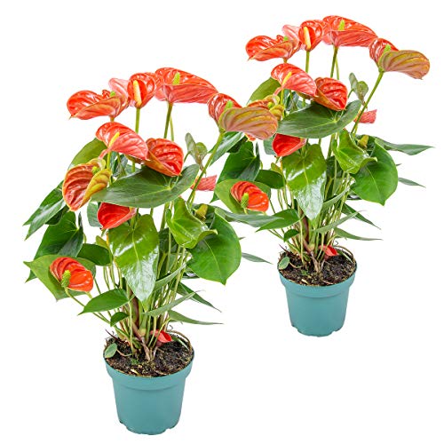 2x Anthurium Aristo Orange - Flamingopflanze - Zimmerpflanze - Pflegefreundlich - ⌀14 cm - 45-55 cm von Bloomique