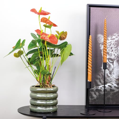 Bloomique - 2er Set - Anthurium Andreanum - Orange - Flamingoblume - Blühende Zimmerpflanzen - Pflegeleicht - Höhe 40-50 cm - Topf 14 cm von Bloomique