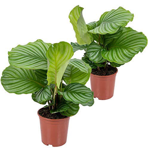 2x Calathea Orbifolia - Pfauenpflanze - Zimmerpflanze - Luftreinigend - ⌀14 cm - 40-45 cm von Bloomique