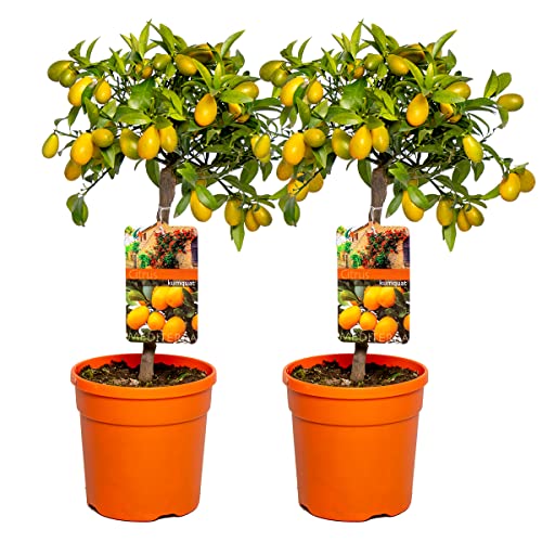 Bloomique - 2er-Set - Citrus Kumquat - Zwergorange - Orangenbaum - Zitrusbaum - Obstbaum - Gartenpflanzen - 50-70 cm Hoch - Topf 19 cm von Bloomique