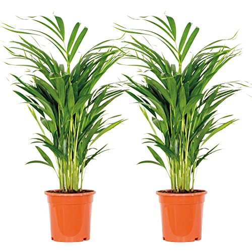 2x Dypsis Lutescens - Goldpalme - Zimmerpflanze - Pflegeleicht - ⌀17 cm - 60-70 cm von Bloomique