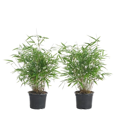 2x Fargesia Formidable – Bambus – Gartenpflanze – Winterhart – ⌀17 cm – 40-50 cm von Bloomique