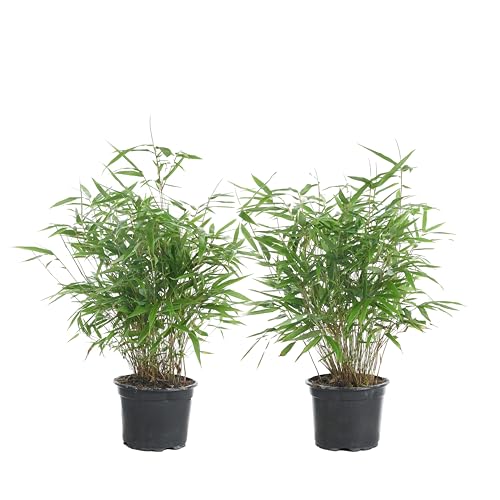 Bloomique - 2er Set - Fargesia Rufa - Bambus Pflanze - Gartenpflanze - Balkonpflanzen - Winterhart - Nicht Invasiv - Höhe 40-60 cm - Topf 17 cm von Bloomique