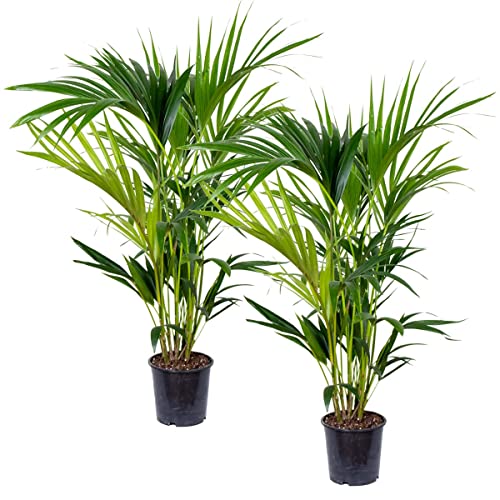 2x Howea Forsteriana - Kentia Palme Zimmerpflanze - Palme im Topf - Luftreinigend - Pflanzen Palme - Kentia Palme groß – ⌀19 cm - 90-100 cm von Bloomique