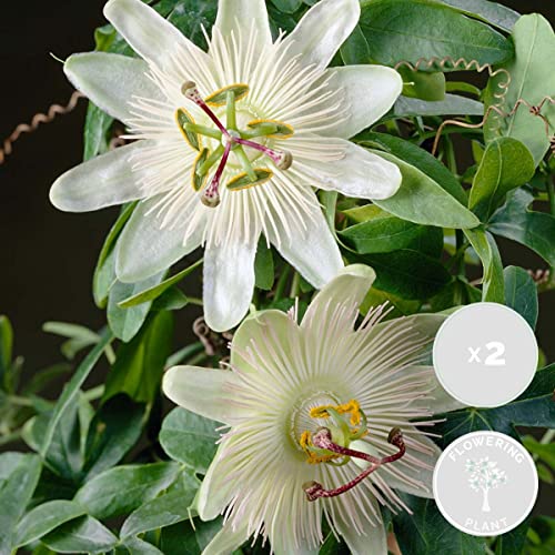 2x Passiflora Elliot – Passionsblume – Kletterpflanze – Pflegeleicht – ⌀15 cm – 60-70 cm von Bloomique