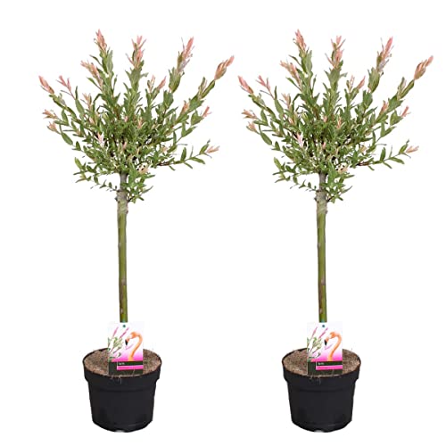 2x Salix Flamingo – Buntweide – Zierweide – Winterhart – ⌀17 cm – 75-85 cm von Bloomique