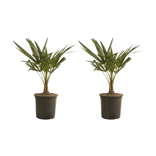 2x Trachycarpus Fortunei - Chinesische Fächerpalme - Palme - Winterhart – ⌀19 cm - 50-60 cm von Bloomique