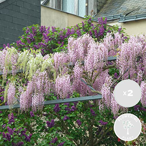 2x Wisteria Rosea – Wisteria – Pink – Kletterpflanze – Pflegeleicht – ⌀15 cm – 60-70 cm von Bloomique