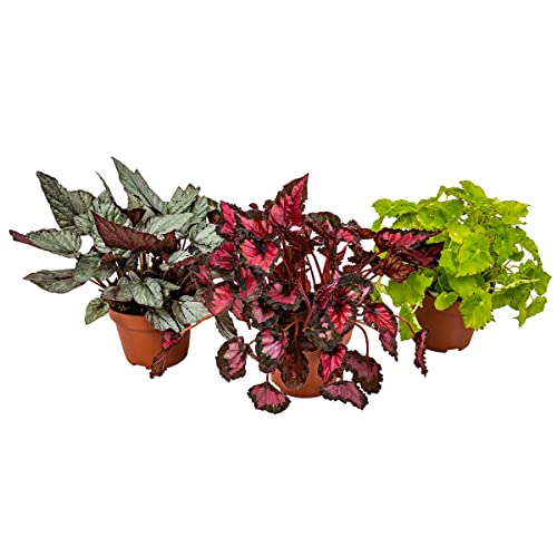 3x Begonia Beleaf Mix – Blattbegonie – Zimmerpflanze – Pflegeleicht – ⌀12 cm – 20-25 cm von Bloomique