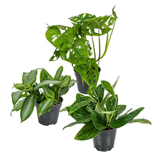 3x Botanischer Zimmerpflanzen-Mix – Epipremnum – Monstera-Affe – Murdannia – ⌀12 cm – 20-25 cm von Bloomique