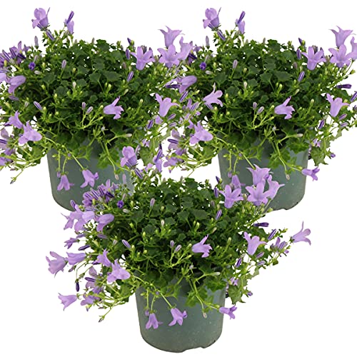 3x Campanula 'Ambella Lavender' - Glockenblume - Bodendecker - Winterhart – ⌀10,5 cm - 15-20 cm von Bloomique