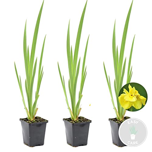 3x Iris 'Pseudacorus' – Gelbe Schwertlilie – Teichpflanze – Zone 2-3 – ⌀9cm - 20-30cm von Bloomique