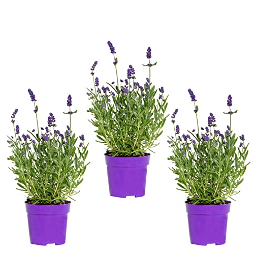 3x Lavandula angustifolia 'Ardèche Blue' – Lavendel – Strauch – Winterhart – ⌀10,5 cm - 10-15 cm von Bloomique