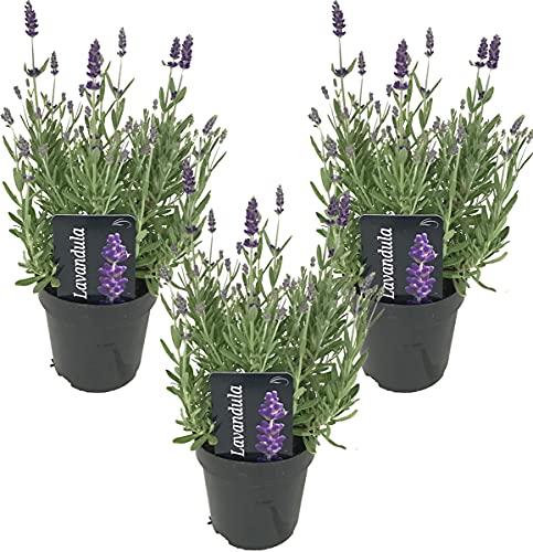 3x Lavandula angustifolia 'Ardèche' - Lavendel - Strauch - Winterhart – ⌀12 cm - 20-25 cm von Bloomique